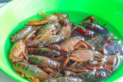 大排檔最火爆的美食,學(xué)會(huì)了自己做,花錢(qián)少,吃到飽 網(wǎng)易訂閱