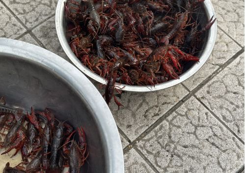 儀征龍蝦調(diào)料價(jià)格突現(xiàn)大跌，市場(chǎng)供需與季節(jié)因素成主因